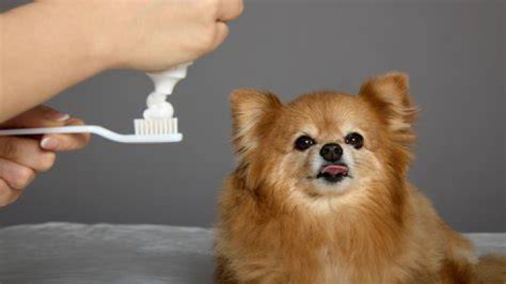 can i use regular toothpaste on my dog
