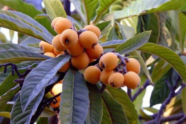 Can loquat grow in Virginia