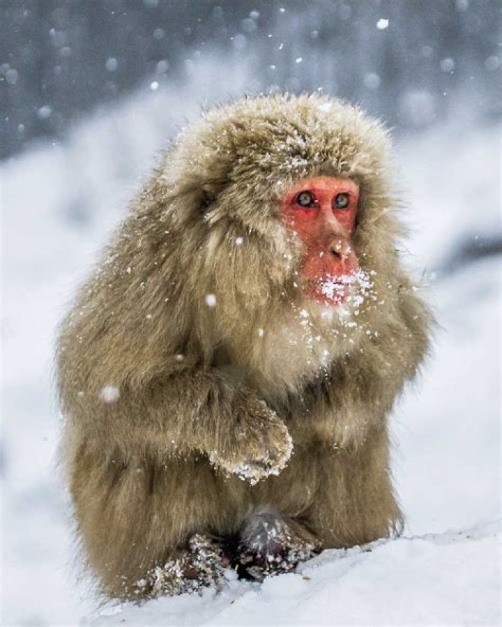 can monkeys live in the cold