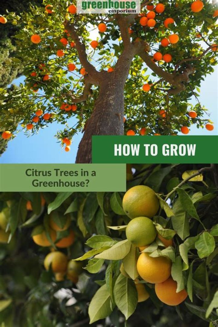 Can orange trees grow lemons?