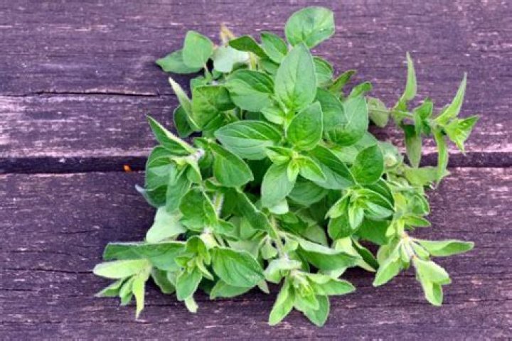 Can oregano survive winter