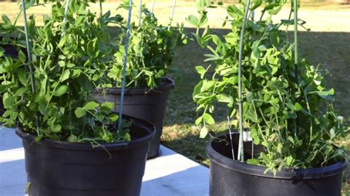 Can peas be grown in a container