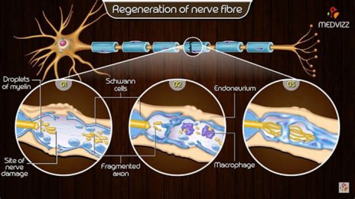 Can peripheral nerves regenerate themselves?