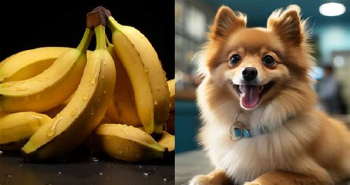 can pomeranians eat bananas