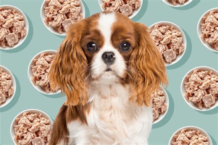 Can puppies eat chips