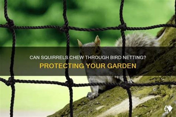 Can squirrels chew through bird netting