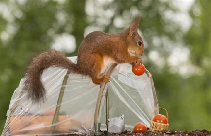 can squirrels eat tomatoes