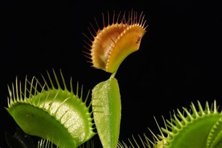 Can Venus fly traps survive winter