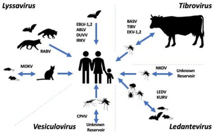 Can Viroids infect humans