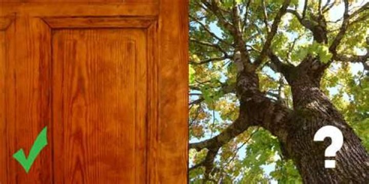 Can woodworm survive outside