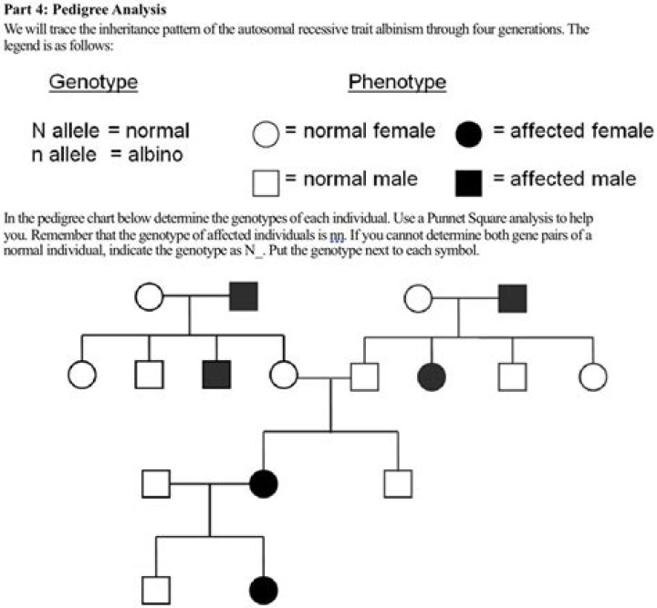 Can you determine the genotypes of any individuals in the pedigree if so which ones