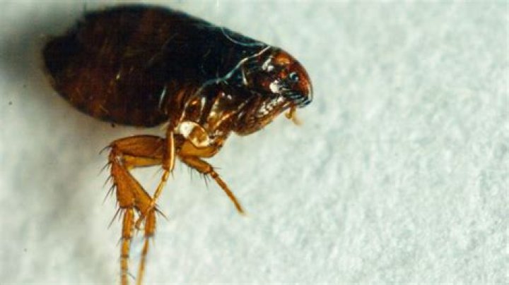can you drown fleas