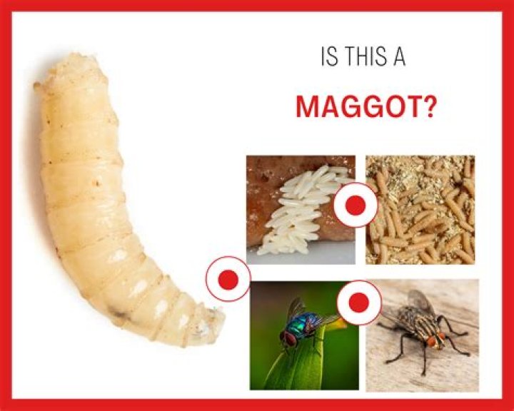 Can you eat apple maggots