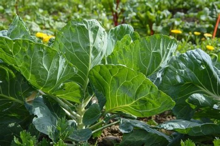 can you eat cauliflower leaves