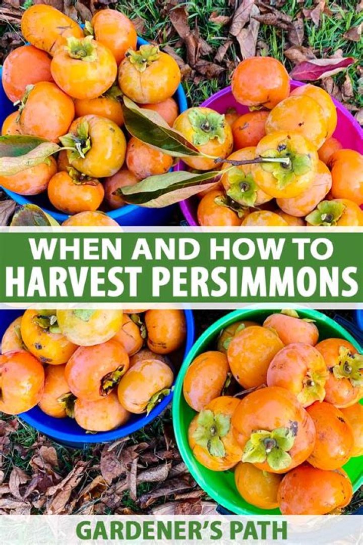Can you eat green persimmons?