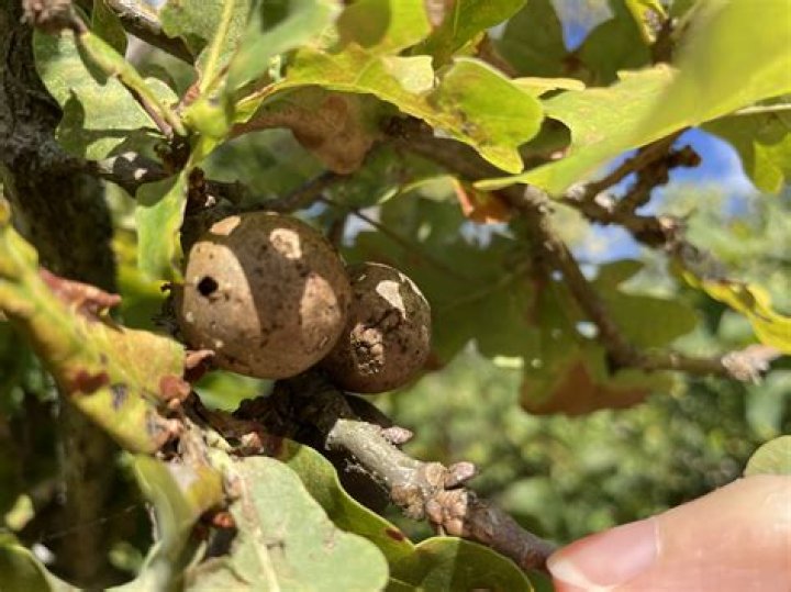 Can you eat oak galls