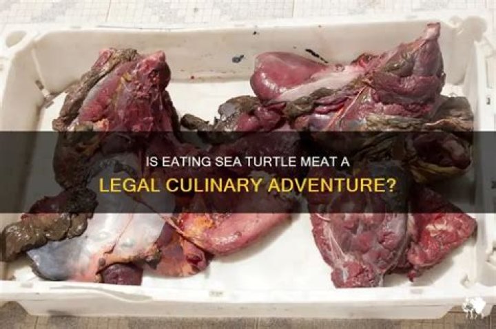 can you eat sea turtles