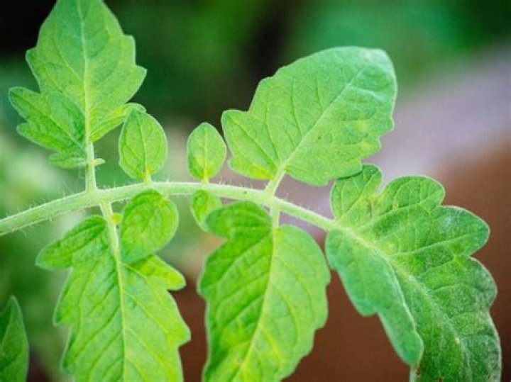 can you eat tomato leaves