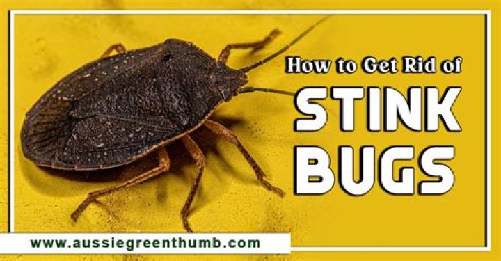 Can you exterminate stink bugs?