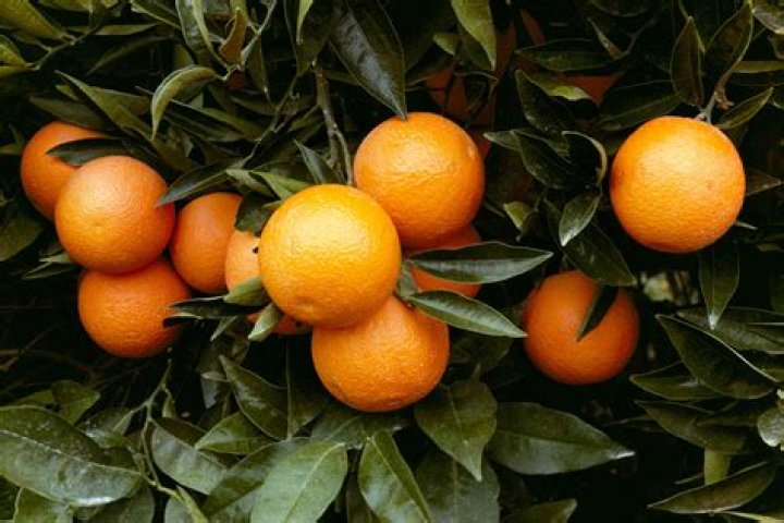 Can you grow oranges in Mississippi