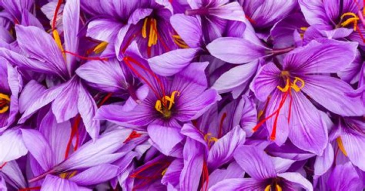 can you grow saffron in the uk