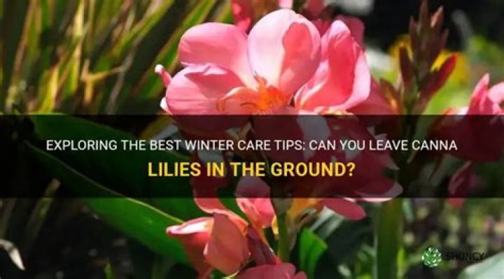 can you leave canna lilies in the ground