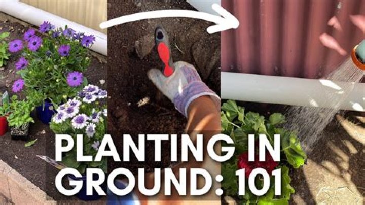 Can you plant a lemon tree in the ground