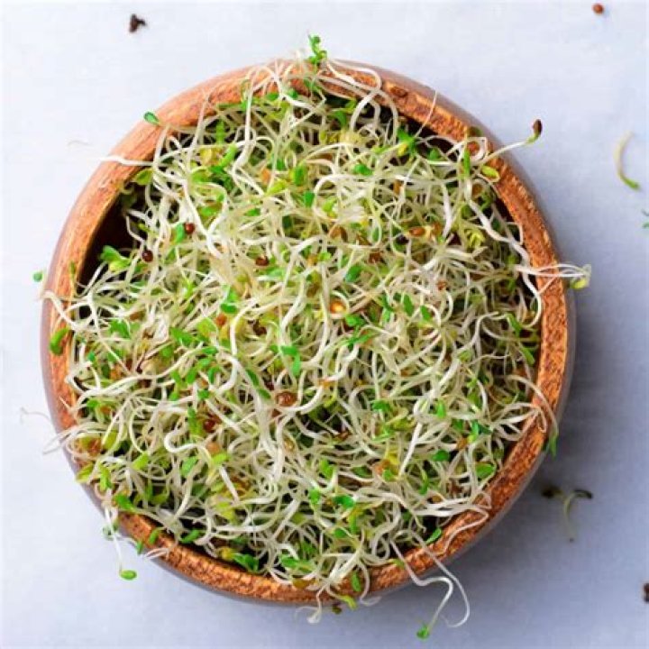 Can you plant alfalfa sprouts