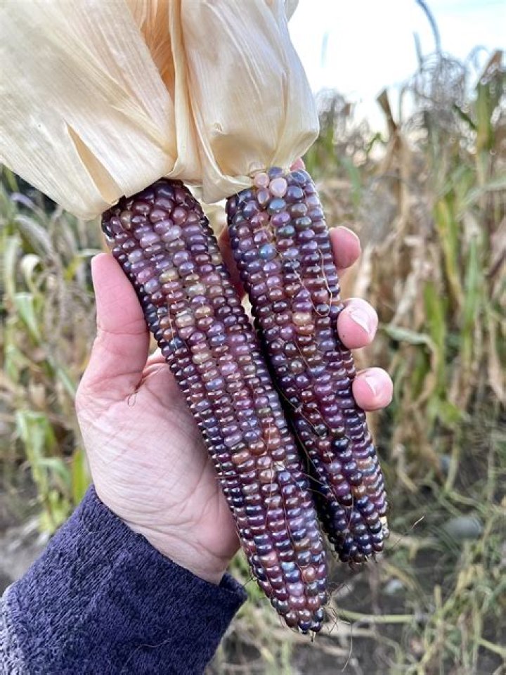 can you plant popcorn seeds