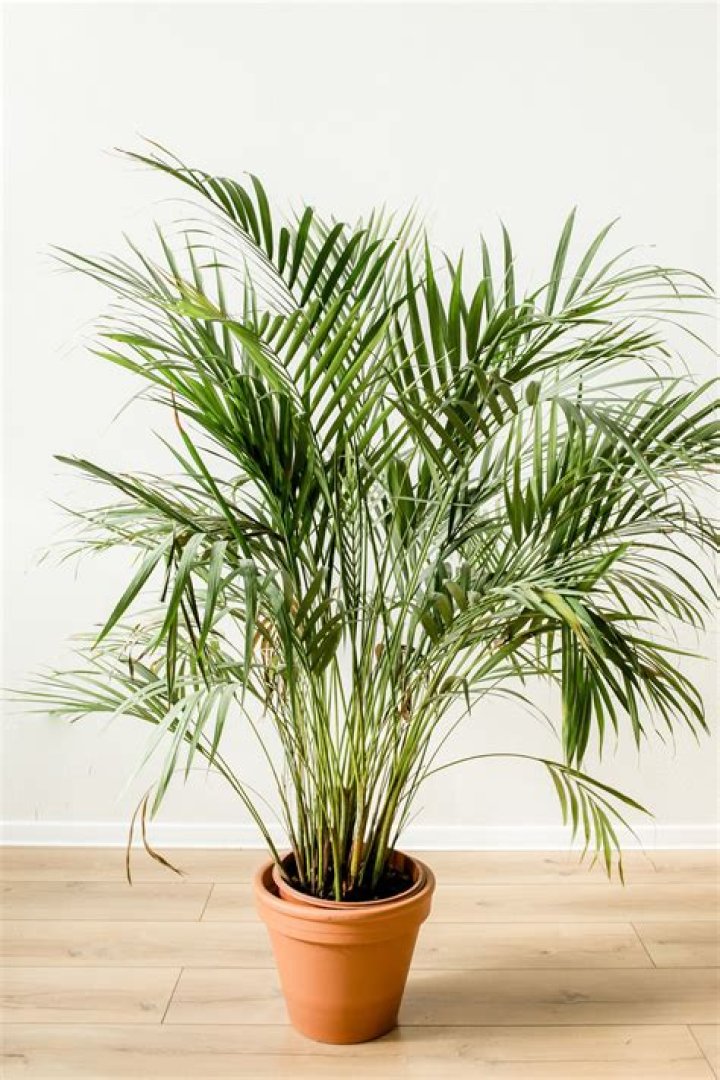 Can you prune an indoor palm tree?