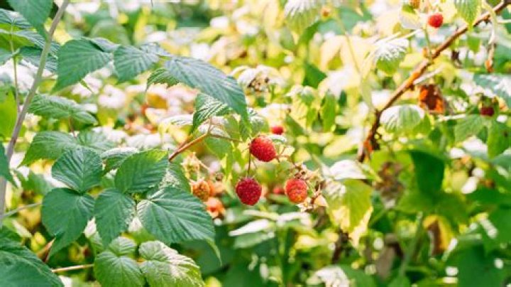 Can you prune raspberries in the summer