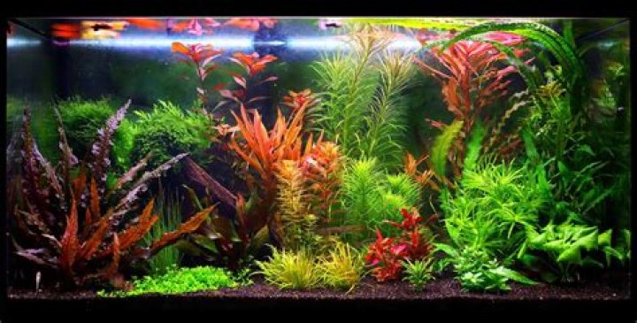 Can you put water lilies in a fish tank