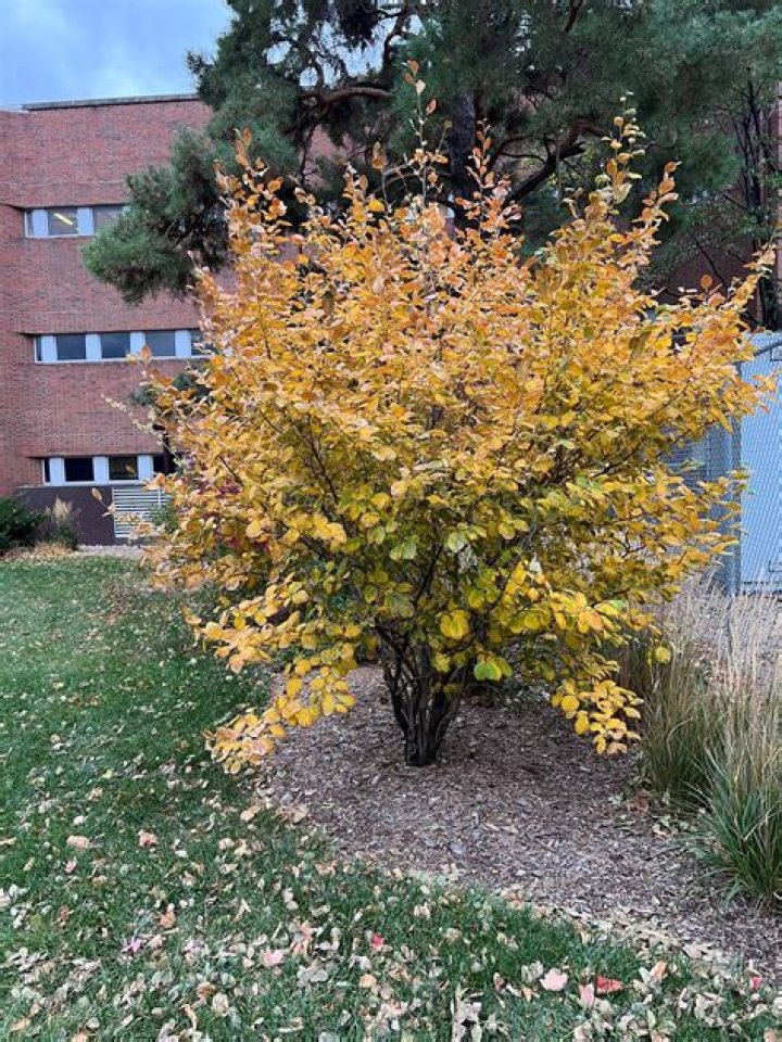 Can you put witch hazel in ear?