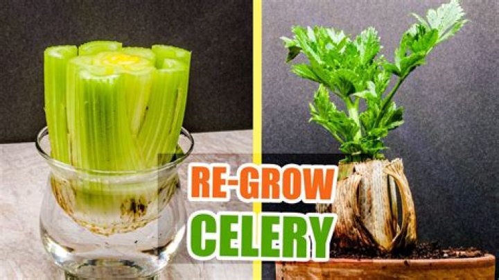 Can you regrow celery