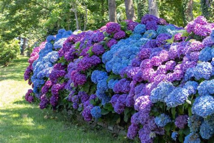 can you split a hydrangea