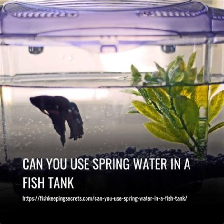 can you use spring water in a fish tank