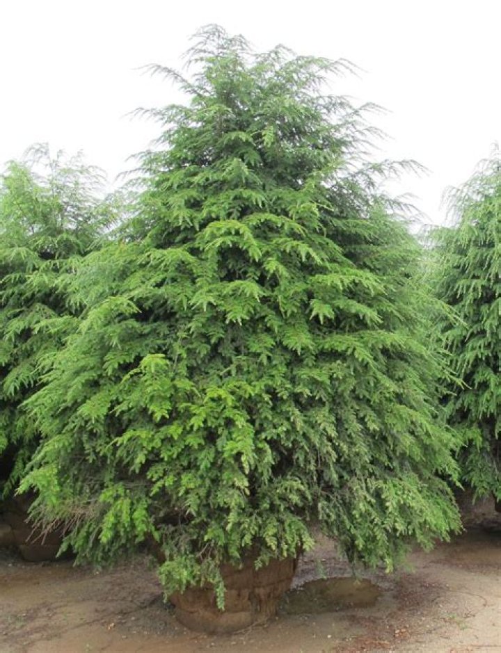 canadian hemlock growth rate