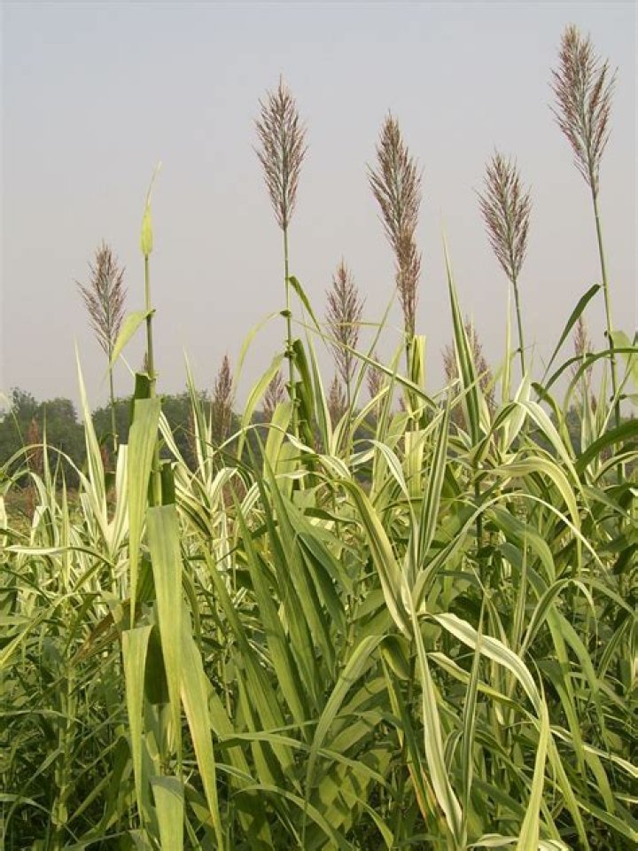 cane grass