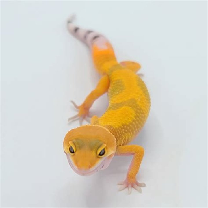 carrot tail leopard geckos