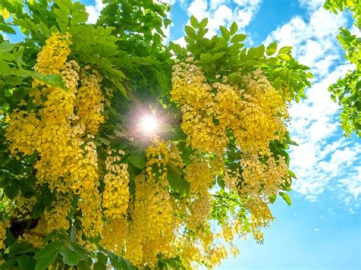 cassia tree
