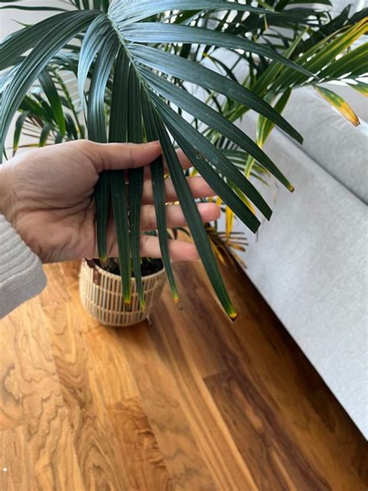 cat palm leaves turning brown