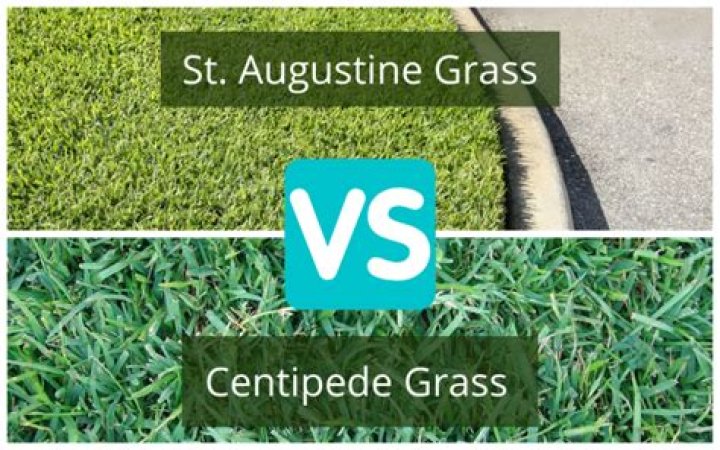 centipede grass vs st augustine
