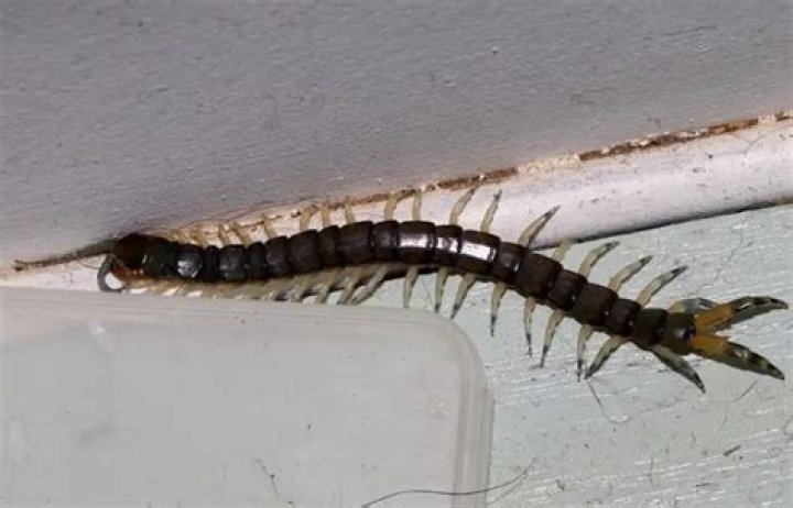 centipedes in florida
