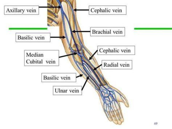 cephalic vein function
