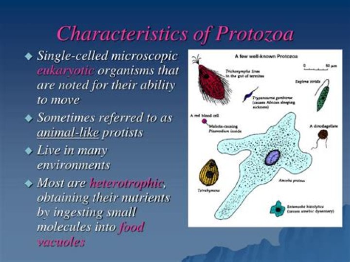 characteristics of protozoa