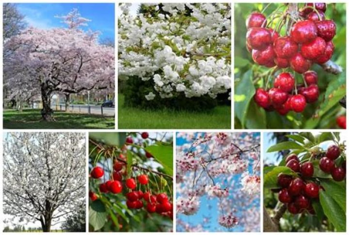 cherry trees in tennessee