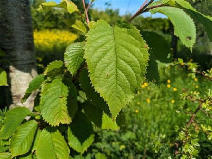 cherry wood tree identification