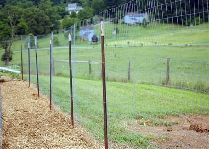 chicken wire fence