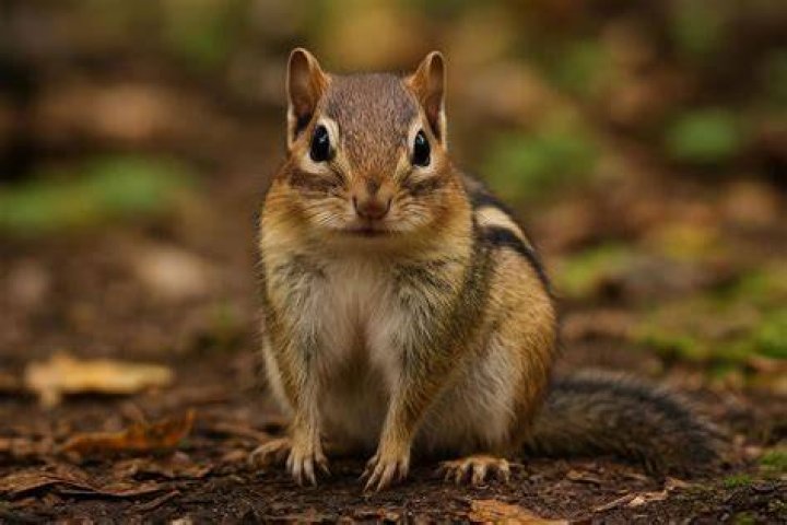 chipmunk age