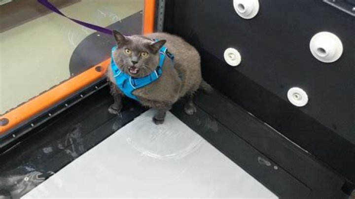 cinder block cat
